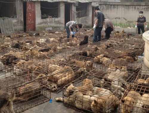 Loài chó ở phương Tây và phương Đông